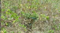 20131124 Organic Farm01